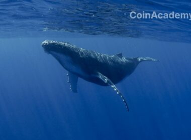 ethereum whale ico 8 ans