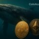 baleine btc eth