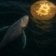 whale bitcoin btc achats